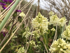 Stackhousia spathulata