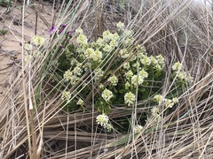 Stackhousia spathulata
