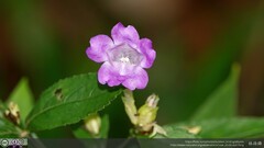 Strobilanthes formosana