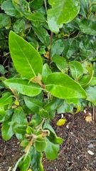 Olearia avicenniifolia
