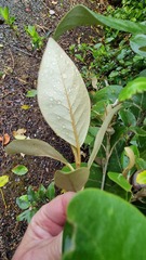 Olearia avicenniifolia