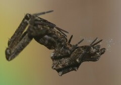 Philoponella congregabilis