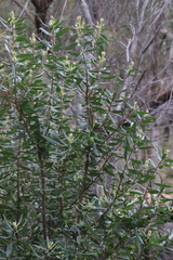 Persoonia cornifolia