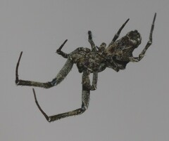 Philoponella congregabilis