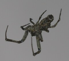 Philoponella congregabilis