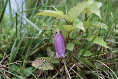 Campanula punctata
