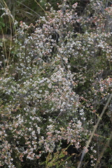 Micromyrtus sessilis