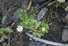 Brachyscome stuartii