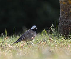 Motacilla alba alba