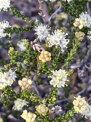 Microcybe multiflora baccharoides