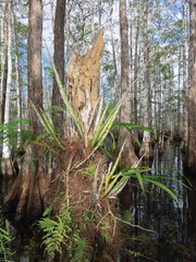 Cyrtopodium punctatum