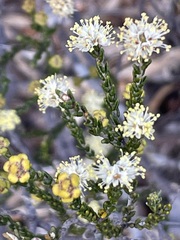 Microcybe multiflora baccharoides