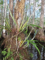 Cyrtopodium punctatum