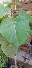 Ficus umbellata