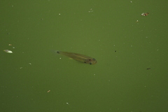 Pseudoxiphophorus bimaculatus