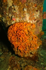 Steginoporella chartacea