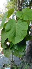 Ficus umbellata