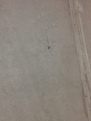 Crossopriza lyoni