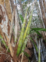 Cyrtopodium punctatum