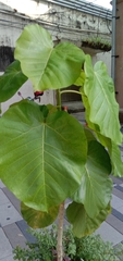 Ficus umbellata