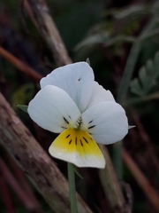 Viola arvensis