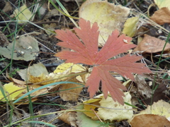 Geranium pseudosibiricum