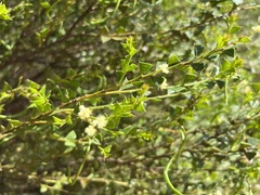 Acacia littorea