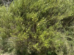 Acacia littorea