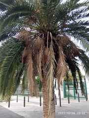 Phoenix canariensis