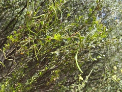 Acacia littorea