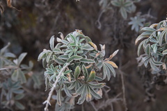 Lupinus albifrons