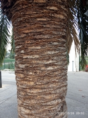 Phoenix canariensis