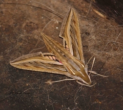 Hippotion celerio