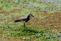 Vanellus crassirostris