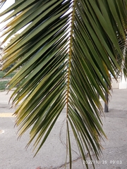 Phoenix canariensis