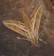Hippotion celerio