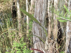 Encyclia tampensis