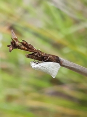 Tipanaea patulella