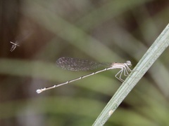Nehalennia pallidula