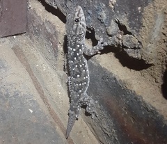 Chondrodactylus turneri