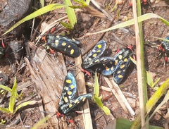 Arniocera auriguttata