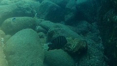 Abudefduf bengalensis