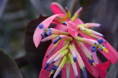 Billbergia