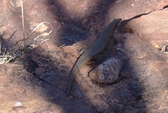 Matobosaurus validus
