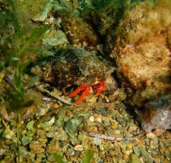 Paguristes frontalis