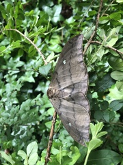 Pseudobunaea tyrrhena