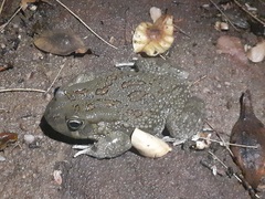 Sclerophrys garmani