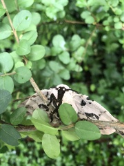 Pseudobunaea tyrrhena