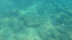Caranx melampygus