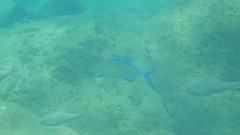 Caranx melampygus